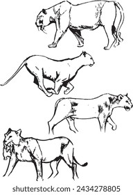 Feline lions ink sketches. Lionesses black and white drawings. Walking, running animals illustration group. Wildlife mammals. 