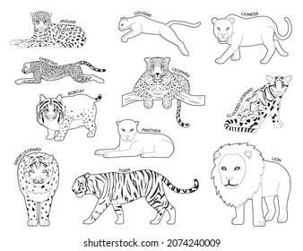 1,307 Bobcat sitting Images, Stock Photos & Vectors | Shutterstock