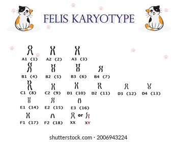 Felis karyotype cat have 19 pairs  of chromosome.