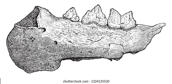 Felis spelaea, vintage engraved illustration. From Zoology Elements from Paul Gervais
