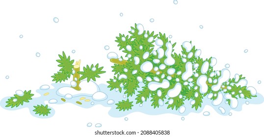 Felled green fir tree on a snowy winter forest glade, vector cartoon illustration isolated on a white background