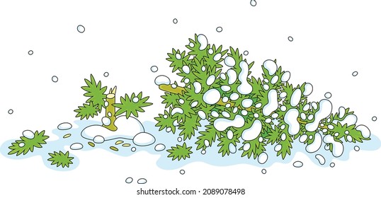 Felled green fir tree on a snowy winter forest glade, vector cartoon illustration isolated on a white background