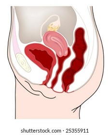 Female abdominal organs
