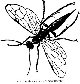 The female adult of the species Cephus Pygmaeus, with bands running across the abdomen. They often rest upside down on the wheat stem, vintage line drawing or engraving illustration.