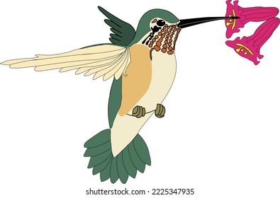 Female Allen's Hummingbird Vector Illustration