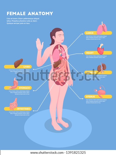 Female Anatomy Isometric Infographics Woman Body Stock Vector Royalty Free 1391821325