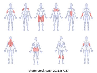 Female anatomy with training body parts figure standing front and back