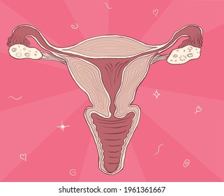 Female appendages of the uterus, ovaries, fallopian tube, endometrium organ for conceiving a child of pregnancy. Vector graphics 