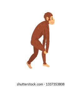 Female Australopithecus, Biology Human Evolution Stage, Evolutionary Process Vector Illustration