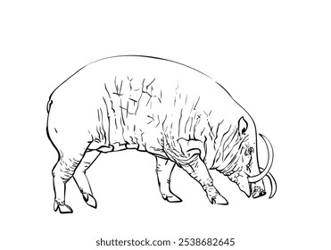 Female babirusa or deer-pig animal of swine family species found in the Indonesian islands, Hand drawn illustration, Vector sketch isolated