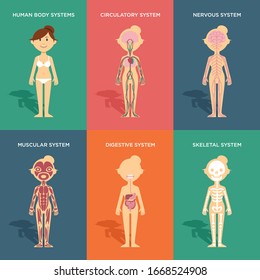 Female body anatomy chart. Flat cartoon style.