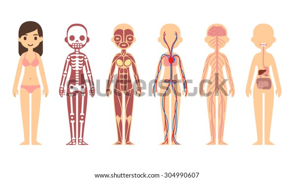 女性身体解剖图 骨骼 肌肉 循环 神经和消化系统 平面卡通风格 库存矢量图 免版税