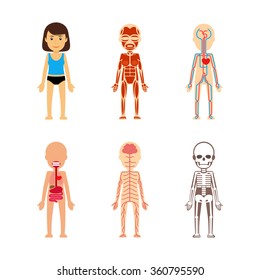 Female body anatomy. Circulatory system and skeleton, digestive system and nervous system. Vector illustration.