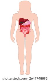 Anatomia do corpo feminino com ilustração interna de órgãos digestivos e reprodutores