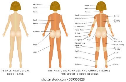 Female body - Back, surface anatomy, human body shapes, anterior view, parts of human body, general anatomy. The anatomical names and corresponding common names are indicated for specific body regions