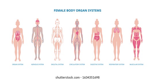 Female body infographic set - skeleton, muscles and internal organs, flat vector illustration isolated on white background. Medical biological banner of organism systems.