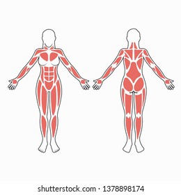 Female body muscles vector