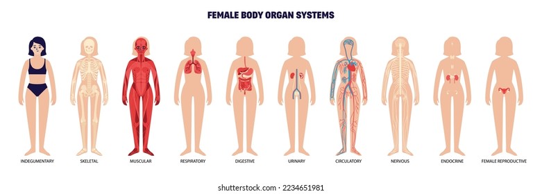 Female body organ system set with isolated women bodies silhouettes with colored limbs and editable text vector illustration