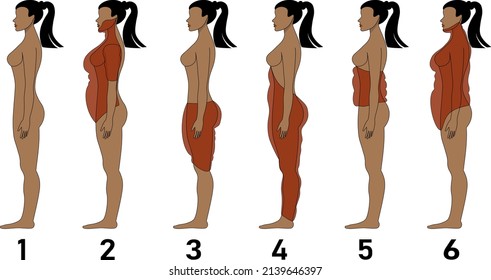 Tipos de cuerpo femenino, estructura individual de grasa corporal, estilo infográfico, ilustración vectorial plana.