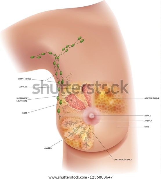 女性の乳房解剖学と腋窩リンパ節の詳細なカラフルなイラスト のベクター画像素材 ロイヤリティフリー