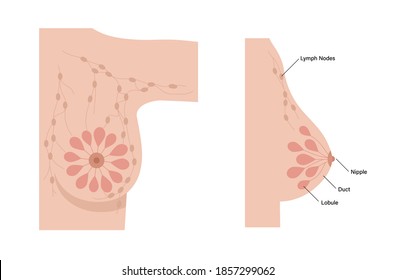 Female Breast Anatomy Concept. Medical Infographic With Nipple, Lobule, Duct Channel And Lymph Nodes In Woman Silhouette. Graphic Poster With Human Body For Clinic. Isolated Flat Vector Illustration.