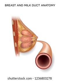 Female Breast And Normal Milk Duct Anatomy Detailed Colorful Illustration