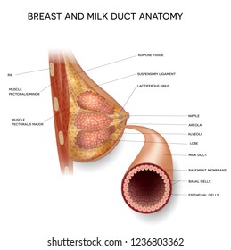 Female Breast And Normal Milk Duct Anatomy Detailed Colorful Illustration