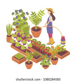 Berry regadora de caricaturas femeninas, plantas vegetales cultivadas en macetas y plantadores aislados en fondo blanco.Horticultura, huerta orgánica y agricultura.Colorida ilustración isométrica vectorial.