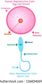 Female Reproductive Cell Oocytes Egg Cell Stock Vector (Royalty Free ...