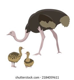 Female and chicks African ostrich. Big Birds. Animals of Africa. realistic vector animal