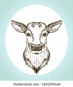 Female deer front view portrait, vintage style graphic sketch illustration