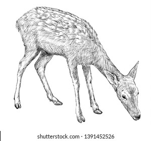 Female Doe Deer, Hand Drawn Illustration