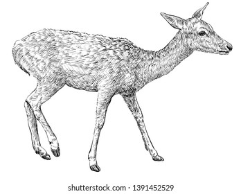 Female doe deer, hand drawn illustration