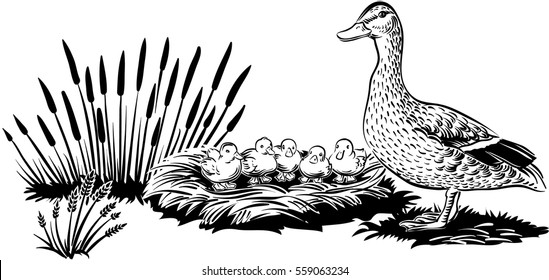 Female duck with chicks in the nest.