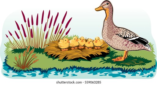 Female duck with chicks in the nest.