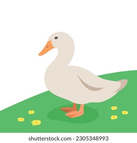 Female duck standing on the green grass. Farm fowl. Domestic animal flat cartoon illustration. Spring meadow background