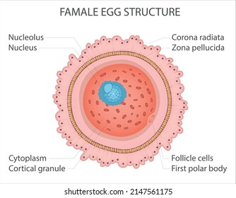 Female egg cell with cytoplasm, nucleus, plasma membrane. Ovum, reproductive cell. Gamete structure. Medical vector illustration isolated on white background.