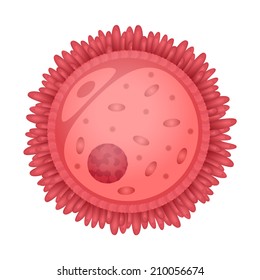 Female Egg Is A Cross-sectional, Structure Of The Ovum, Oocyte Scientific Illustration Sectional