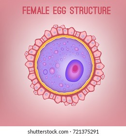Female egg structure with cytoplasm, nucleus and corona radiata. Vector illustration in pink and violet colors useful for education in schools and clinics. Healthcare and biology concept.