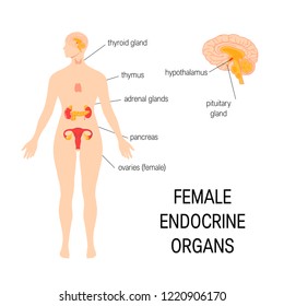 Female endocrine organs. Vector medical infographic in simple flat style.