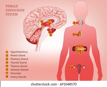 Female endocrine system. Human anatomy. Human silhouette with detailed internal organs. Vector illustration isolated on a pink background.