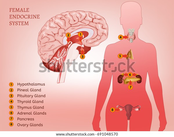 女性内分泌系 人間の解剖学 内臓の細かい人間のシルエット ピンクの背景にベクターイラスト のベクター画像素材 ロイヤリティフリー