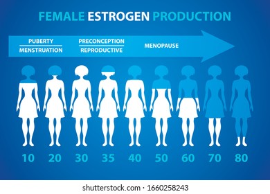 Female estrogen production concept. Vector illustration.
