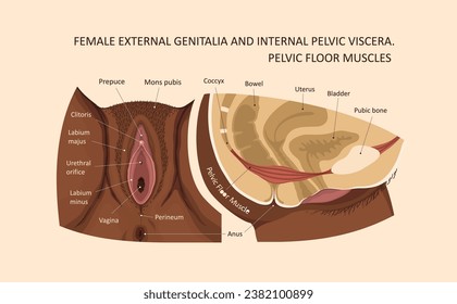 Female external genitalia and internal pelvic viscera. Pelvic Floor Muscles