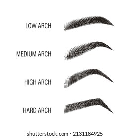 Female eyebrows. Various forms and types. Arch brows shapes. Linear vector Illustration in trendy minimalist style. Brow bar logo.
