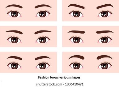 Female eyebrows various shapes vector illustration / Asian, Japanese,Korean