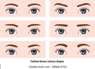 Female eyebrows various shapes vector illustration