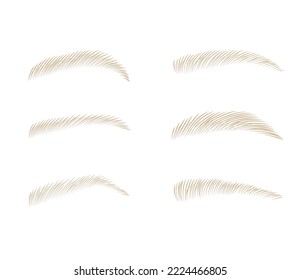 Female eyebrows. Vector stock illustration. Various forms and types. Arch brows shapes. Isolated on a white background.