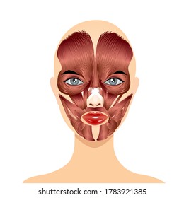 Female face with the location of facial muscles, vector