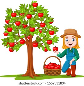 Female farmer gathering apples in basket